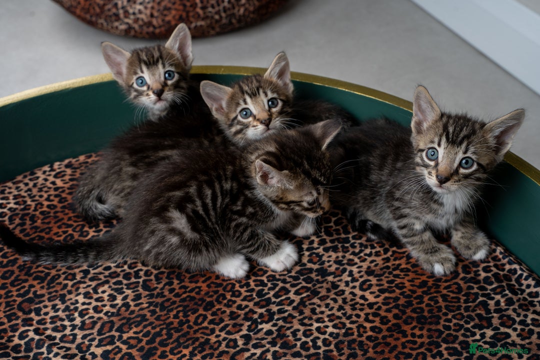 Bengal cats for sale: Gorgeous kittens, Wild-Patterned, Stunning Looks - Image 4