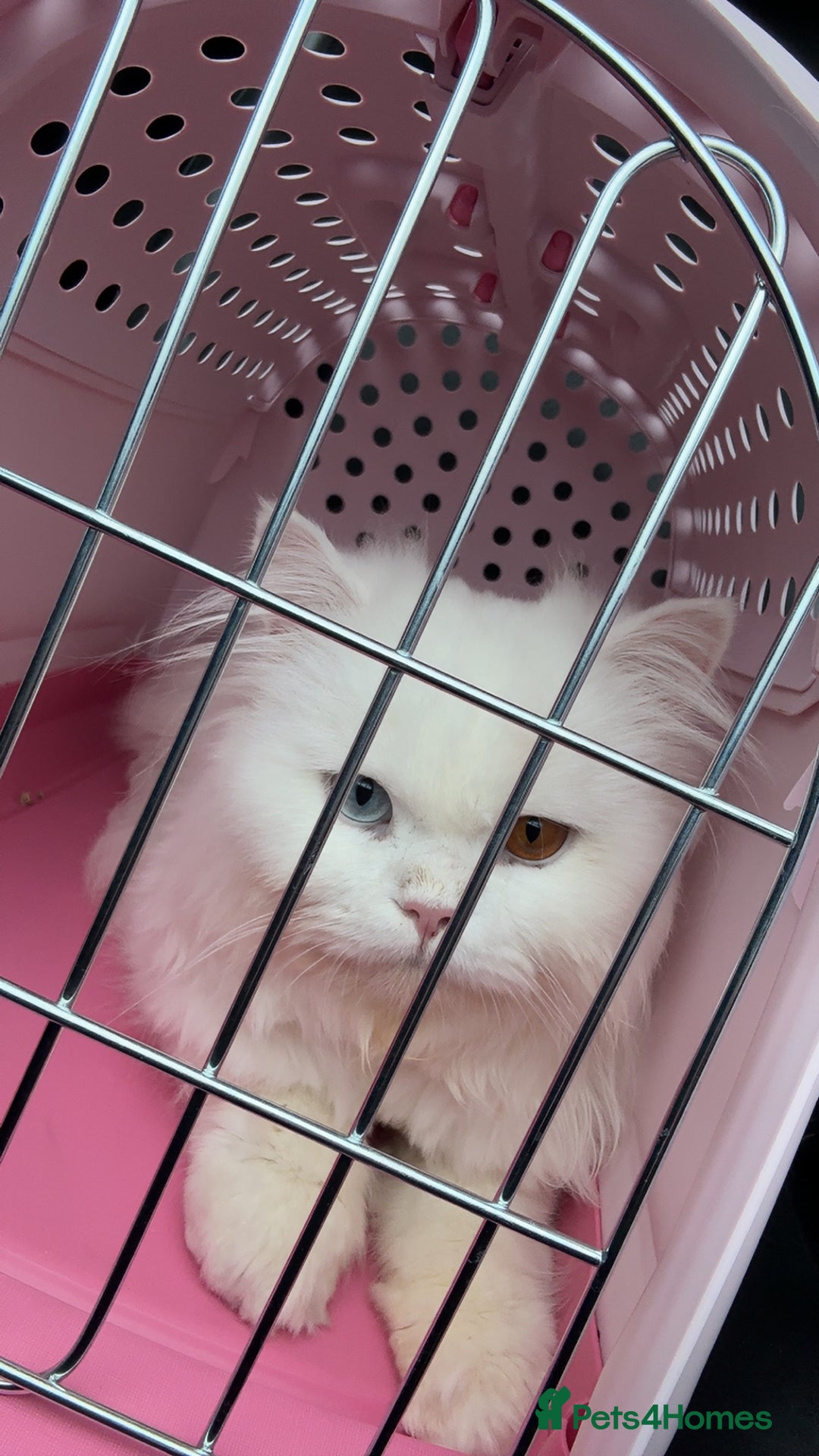 British Longhair cats for sale: Beautiful rare British longhair boy 🩵 - Image 5