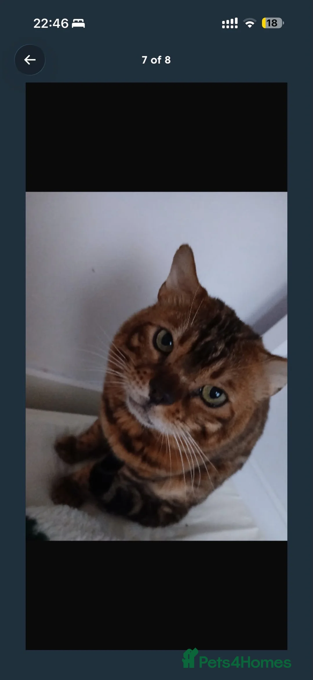 Bengal cats for sale: gorgeous bengal kittens - Advert 3