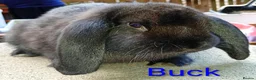 French Lop rabbits for sale: French lop  - Advert 10