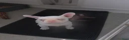 French Bulldog dogs for sale: Fluffy and Pink - Advert 22