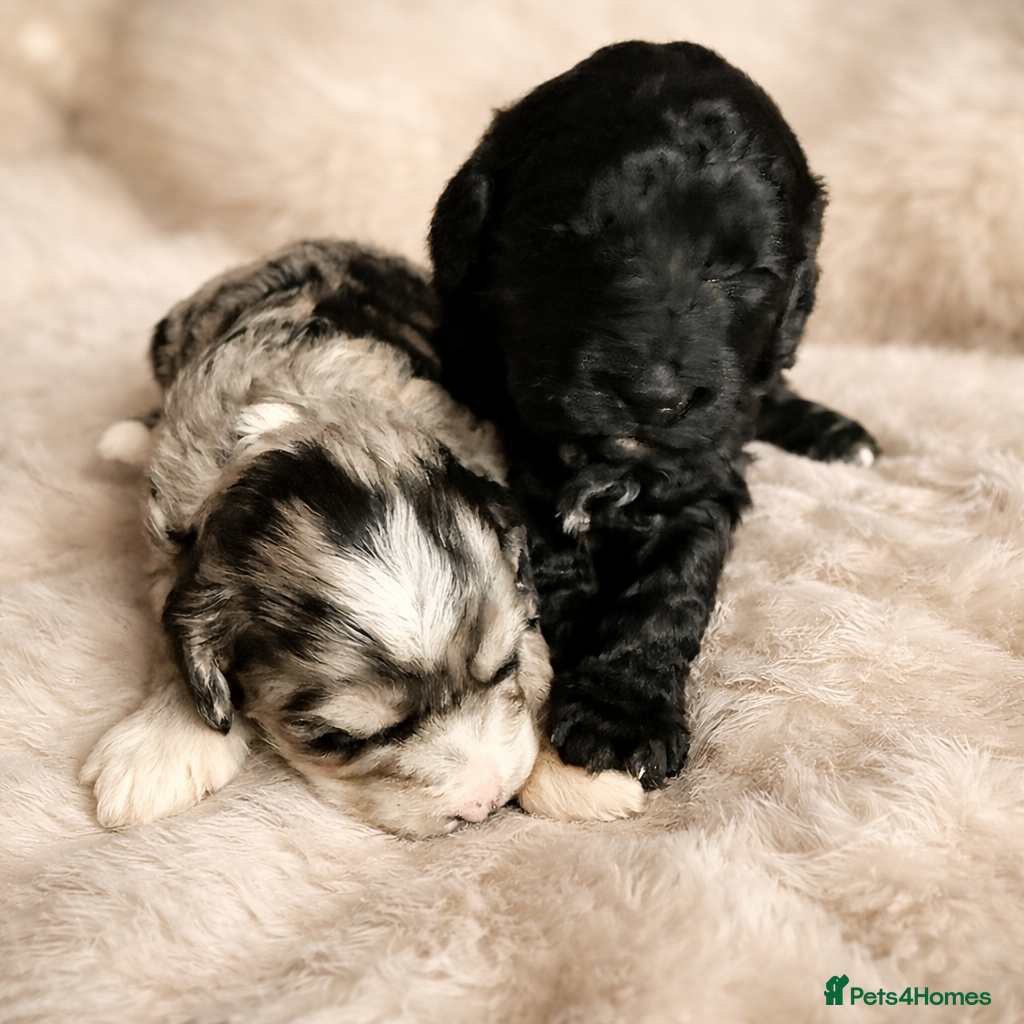 Australian Labradoodle dogs AUSTRALIAN LABRADOODLE  - Advert 6