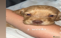 Cocker Spaniel dogs for sale: Cocker spaniel puppies  - Image 10