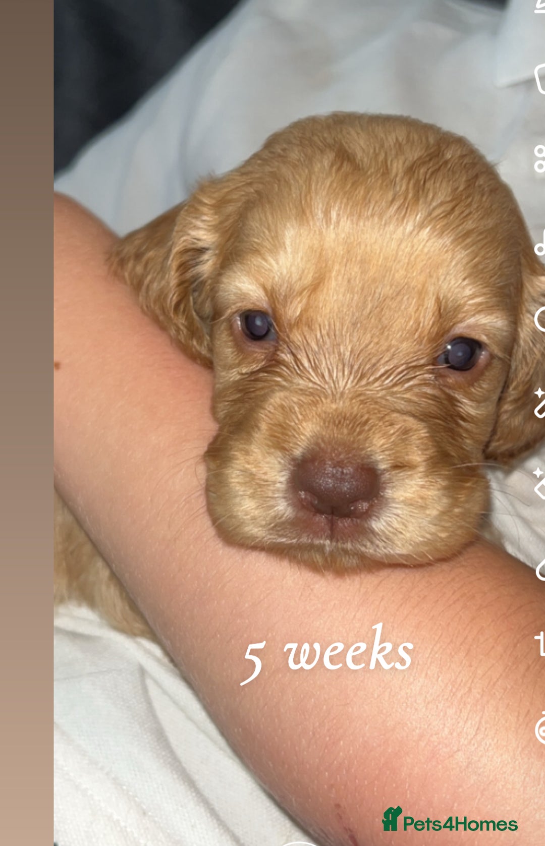 Cocker Spaniel dogs for sale: Cocker spaniel puppies  - Image 10