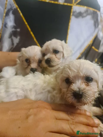 Bichon Frise dogs - Advert 13