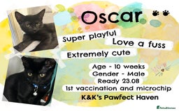 Domestic Shorthair cats for sale: Kittens and cats for adoption.  - Image 5