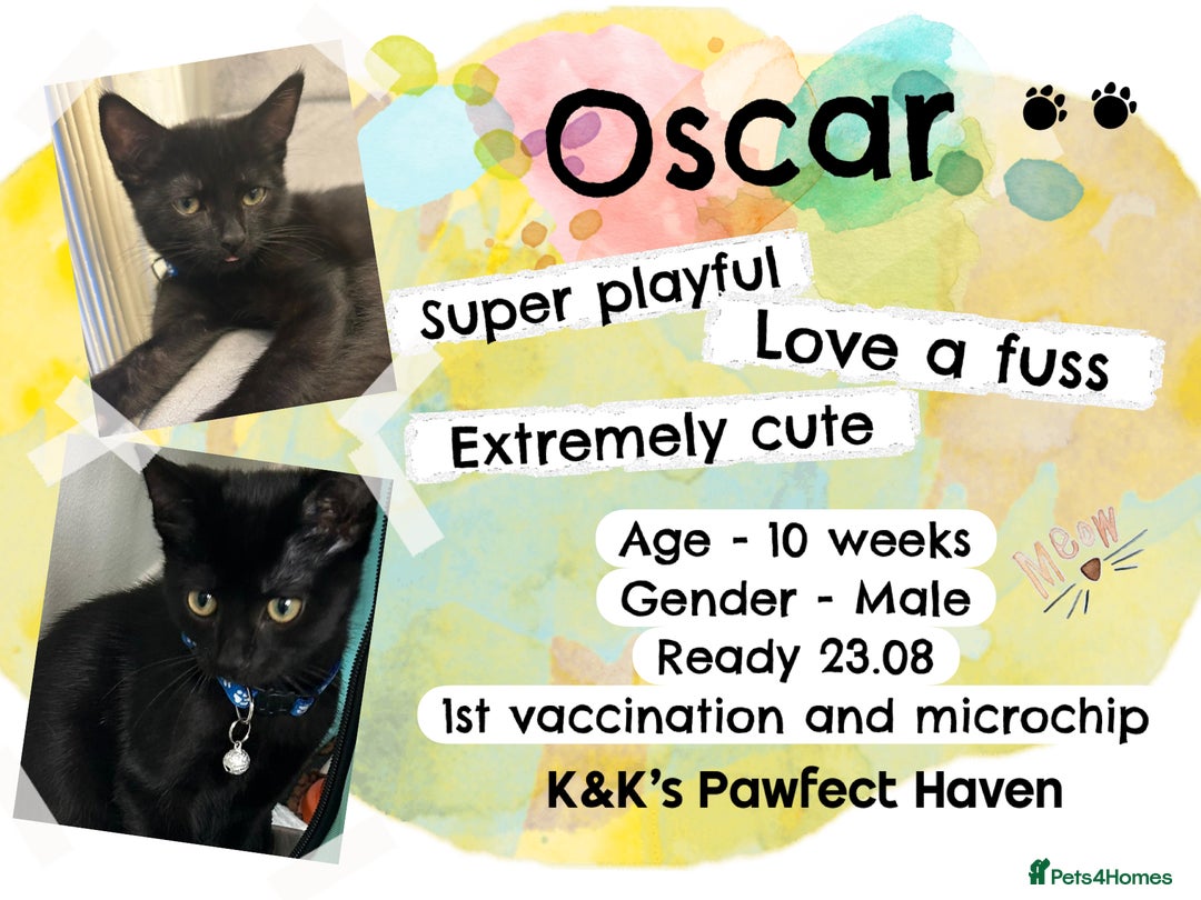 Domestic Shorthair cats for sale: Kittens and cats for adoption.  - Image 5