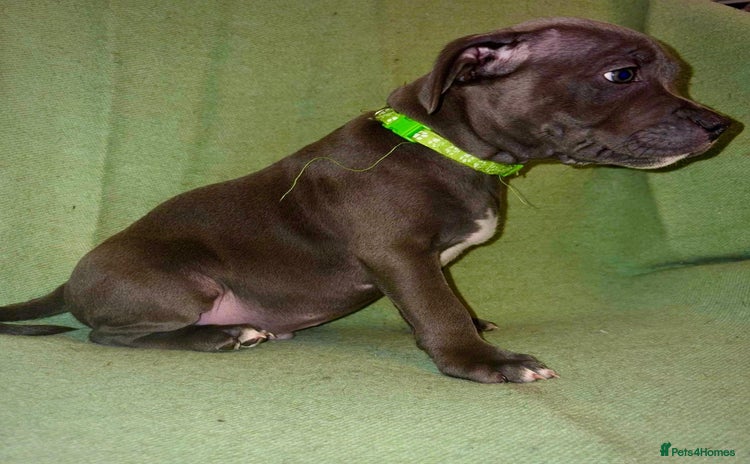 Staffordshire Bull Terrier dogs - Advert 2