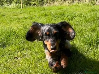 Miniature Dachshund dogs 2 stunning mini long haired dachound forsale - Advert 1