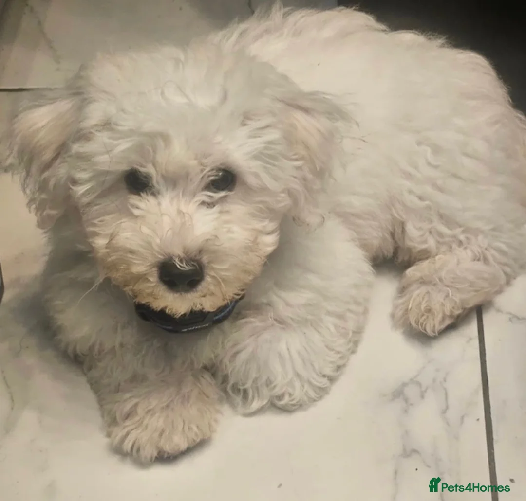 Bichon Frise dogs for sale: Male bichon freeze - Advert 5