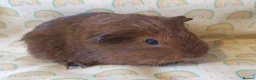 Guinea Pig rodents for sale: guinea pigs  - Advert 4