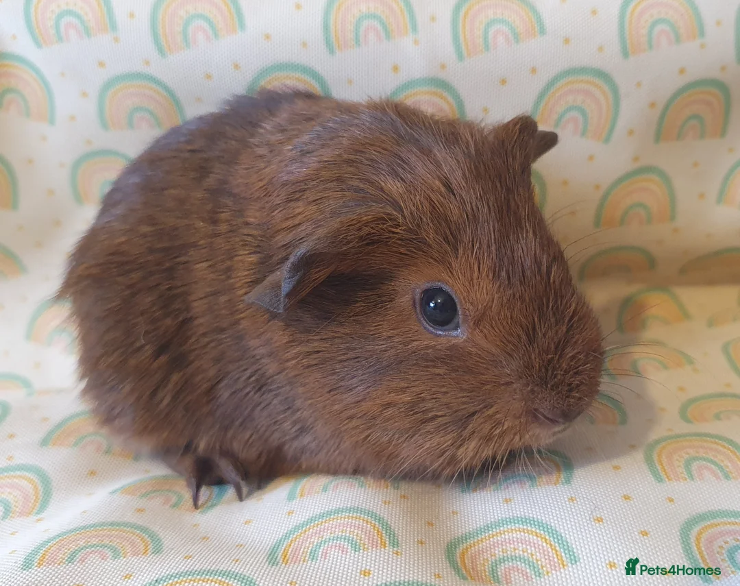Guinea Pig rodents for sale: guinea pigs  - Advert 4
