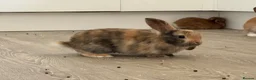 Mini Lop rabbits for sale: 13 baby bunnies -two litters ready mid-end of July - Advert 17