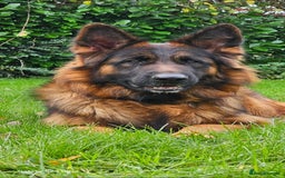 German Shepherd dogs for sale: Beautiful girl available  - Image 9