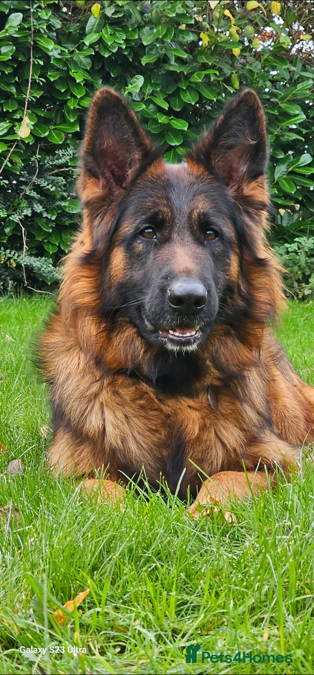 German Shepherd dogs for sale: Beautiful girl available  - Image 9