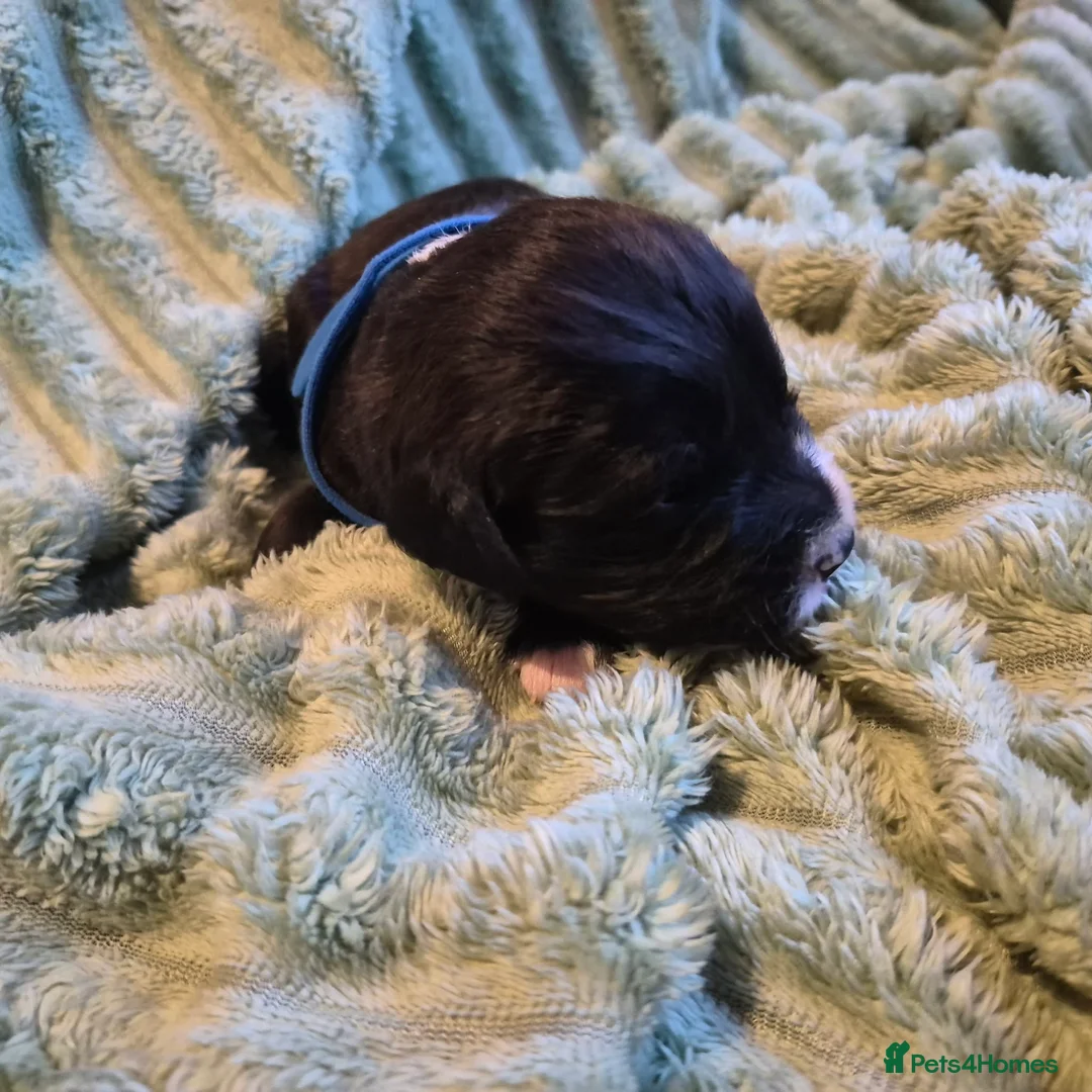 Mixed Breed dogs for sale: Boxer-Doodle Puppies  - Advert 41