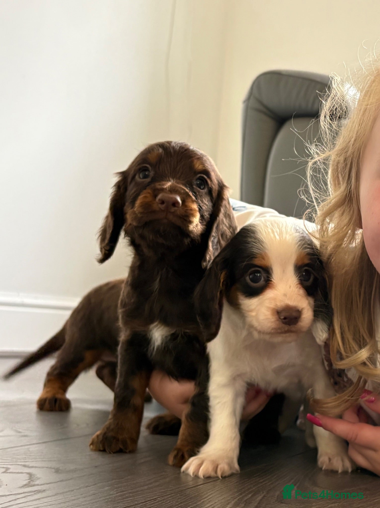 Cocker Spaniel dogs 🐶💫Traditional Working Cocker pups🐶💫 - Advert 2
