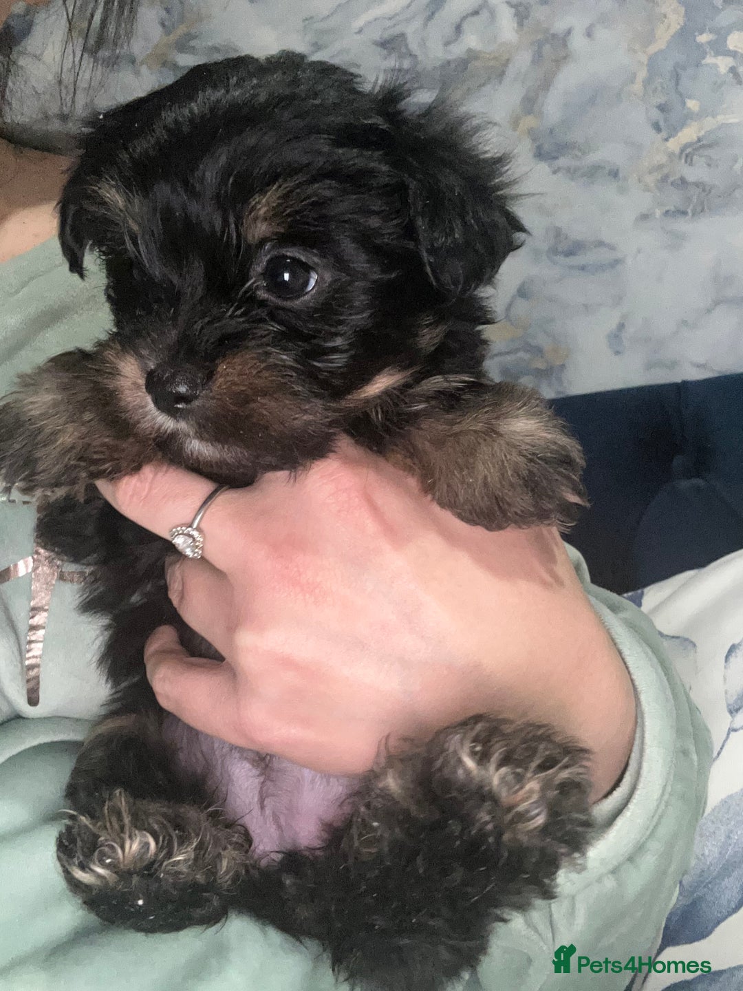Biewer Terrier dogs for sale: Biewer terrier puppies  - Image 5