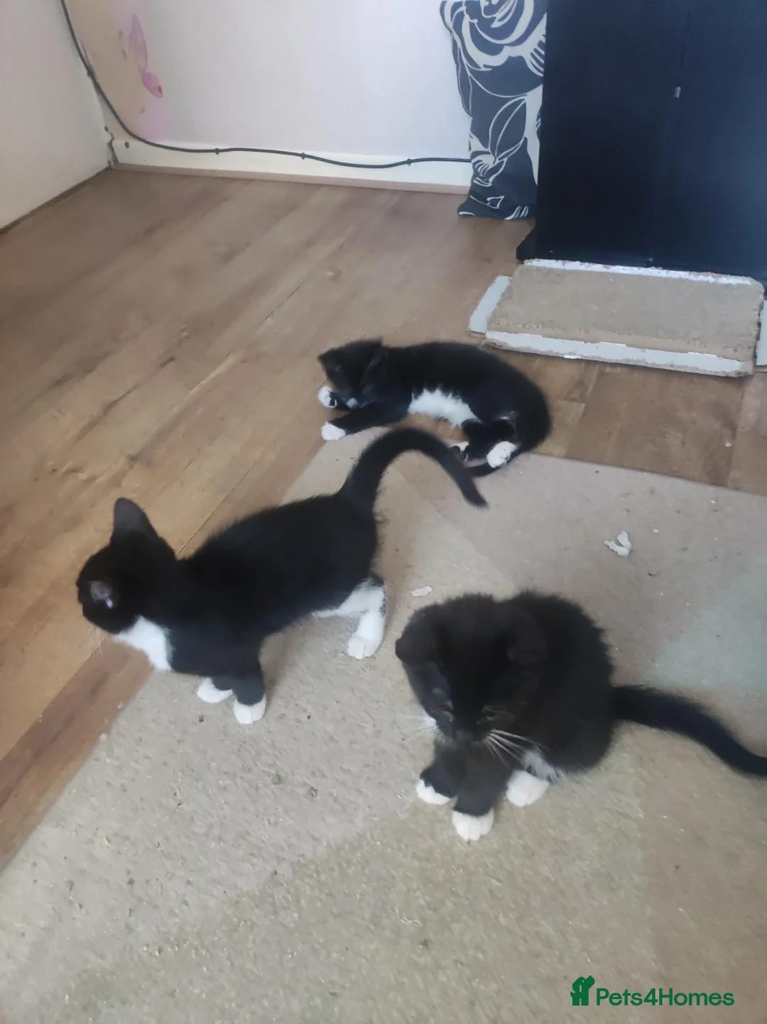Mixed Breed cats for sale: Kitten in Coventry - Advert 7