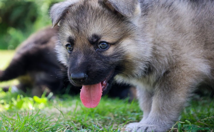 German Shepherd dogs - Advert 6