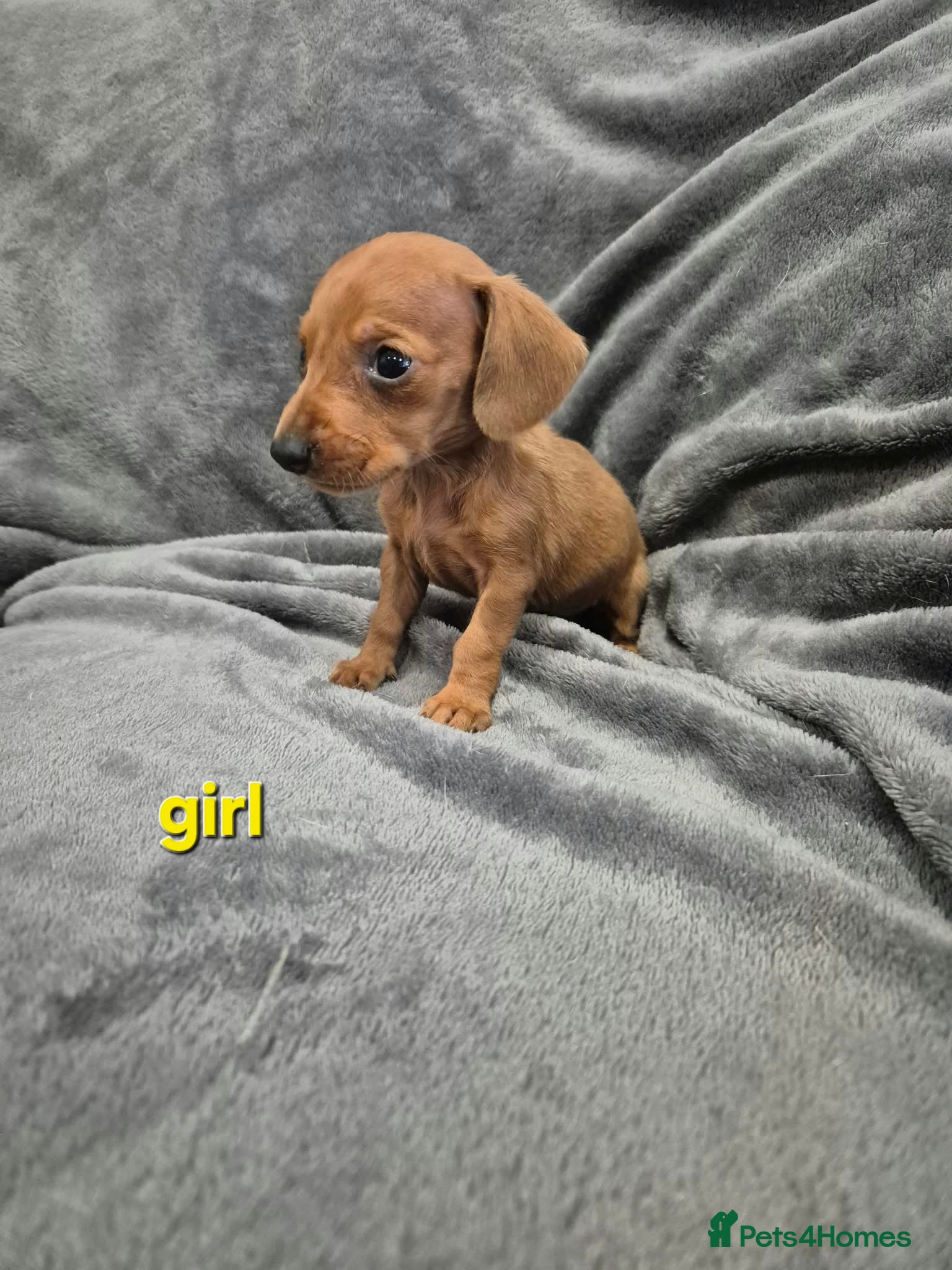 Miniature Dachshund dogs Dachsund puppies ready end of oct  - Advert 2