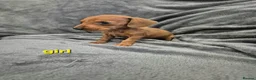 Miniature Dachshund dogs for sale: Dachsund puppies ready end of oct  - Advert 2