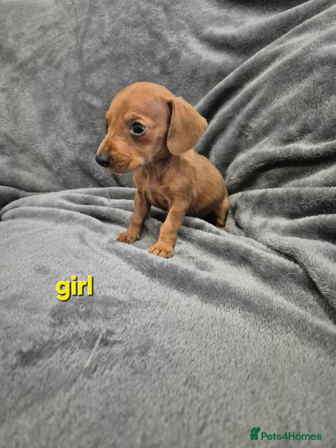 Miniature Dachshund dogs for sale: Dachsund puppies ready end of oct  - Advert 2