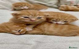 British Shorthair cats for sale: STUNNING 🤩 British Shorthair Queen 👑 litter  - Image 13