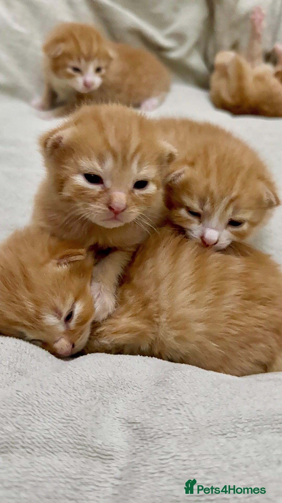 British Shorthair cats for sale: STUNNING 🤩 British Shorthair Queen 👑 litter  - Image 13