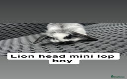 Mini Lop rabbits for sale: 2 x girl mini lops and 4 x lion head mini lops  - Image 5