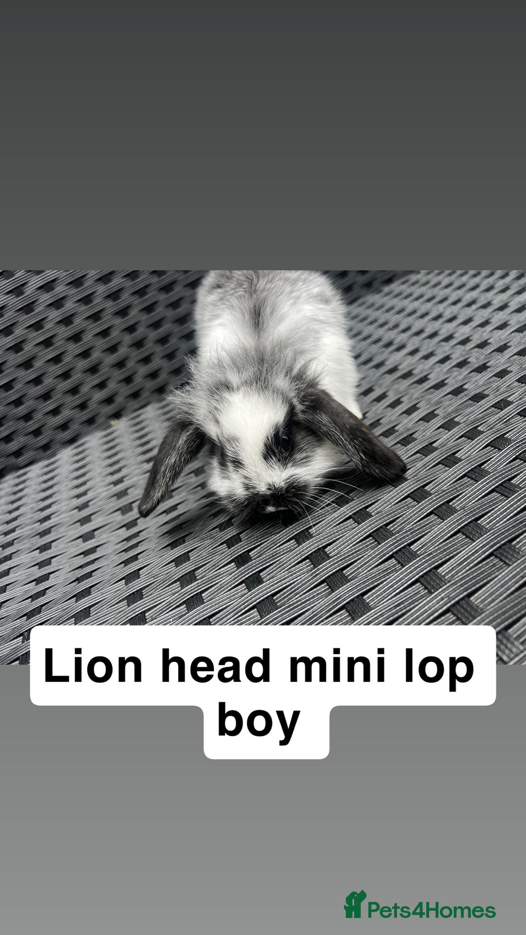 Mini Lop rabbits for sale: 2 x girl mini lops and 4 x lion head mini lops  - Image 5