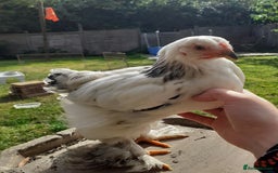 Chickens poultry for sale: Giant Brahma youngsters  - Image 3