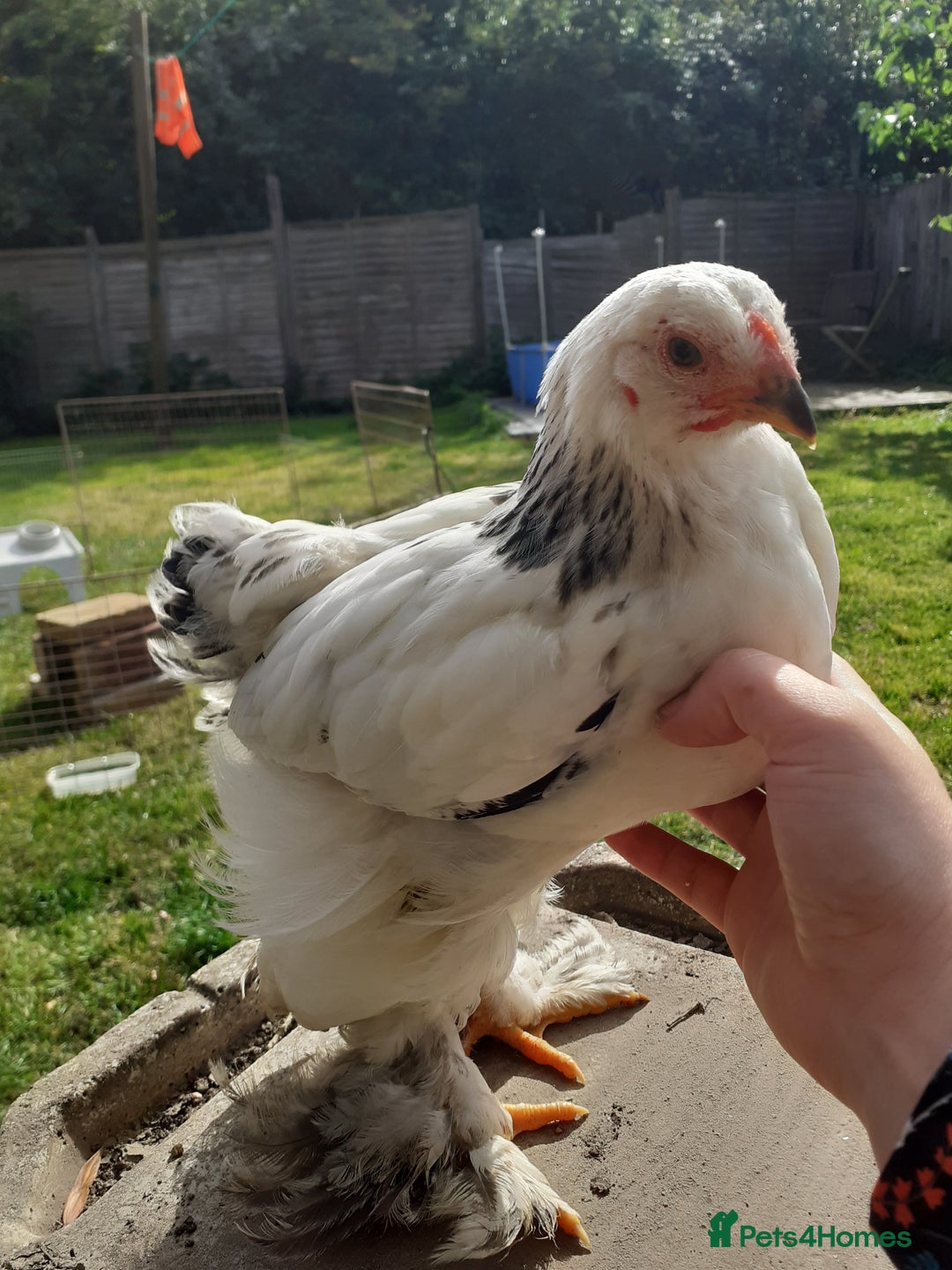 Chickens poultry for sale: Giant Brahma youngsters  - Image 3