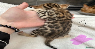 Bengal cats in Birmingham - Advert 5