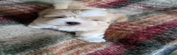 Lhasa Apso dogs for sale: Lhasa Apso puppies in Kent - Advert 20