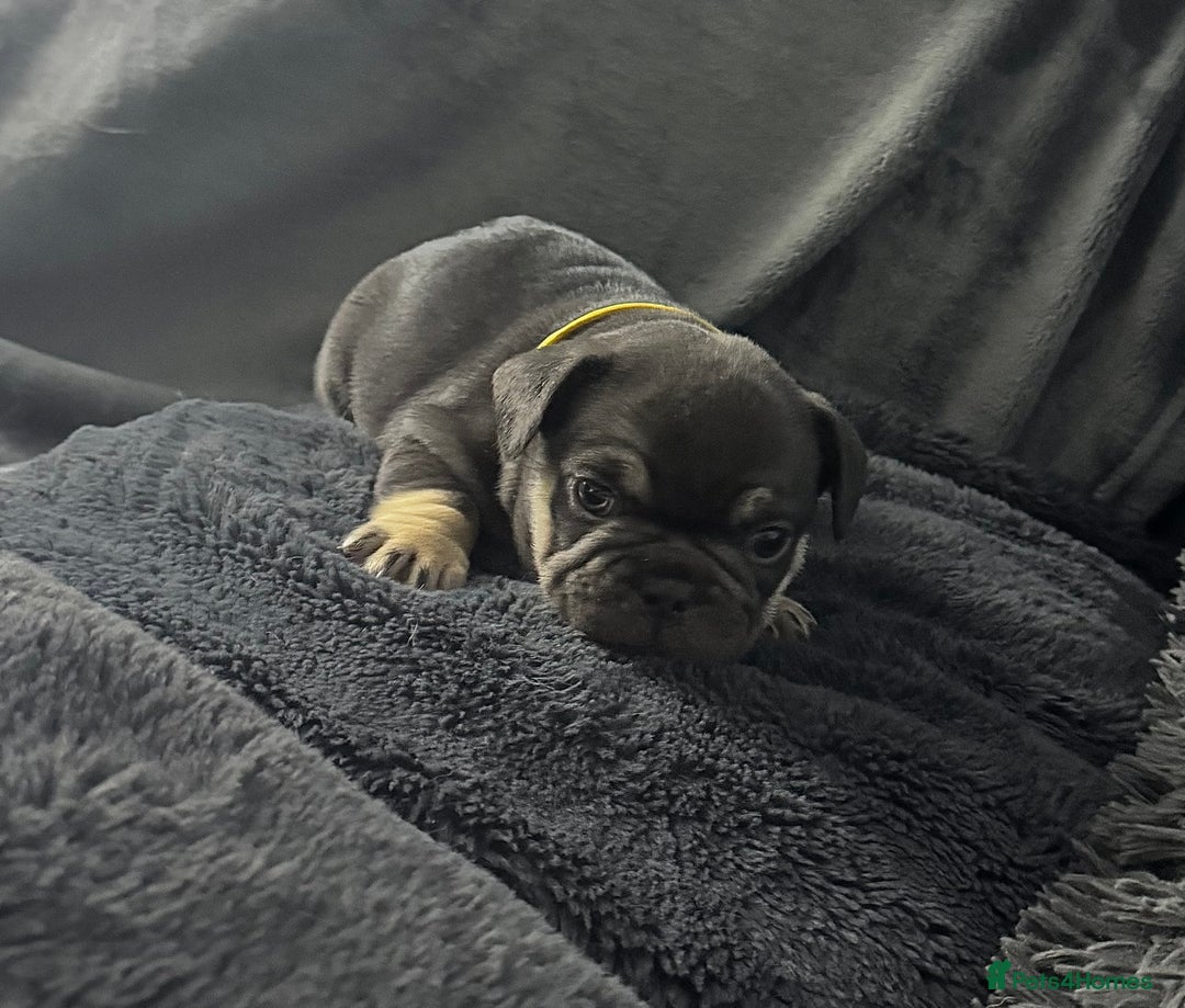 French Bulldog dogs for sale: KC Fluffy Carriers Isabella French Bulldogs puppy - Image 4