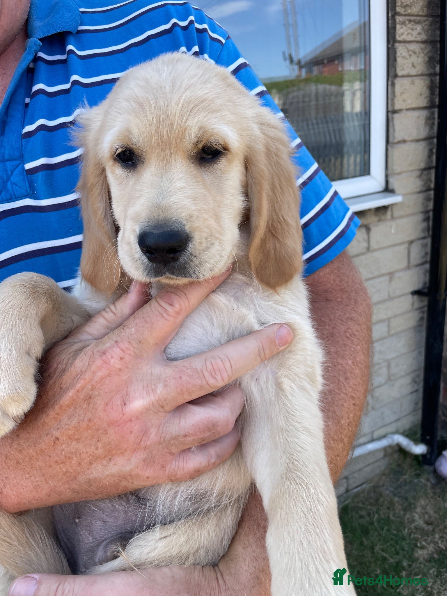 Golden Retriever dogs 7 Beautiful Golden retriever puppies  - Advert 2