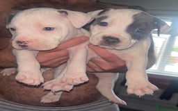 Staffordshire Bull Terrier dogs for sale: Staffordshire bull terriers  - Image 2