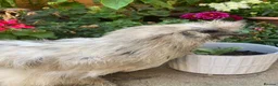 Chickens poultry for sale: Purebred silkie trio  - Advert 6