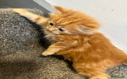 Maine Coon cats for sale: 3/4 Maine coon x kittens - Image 2