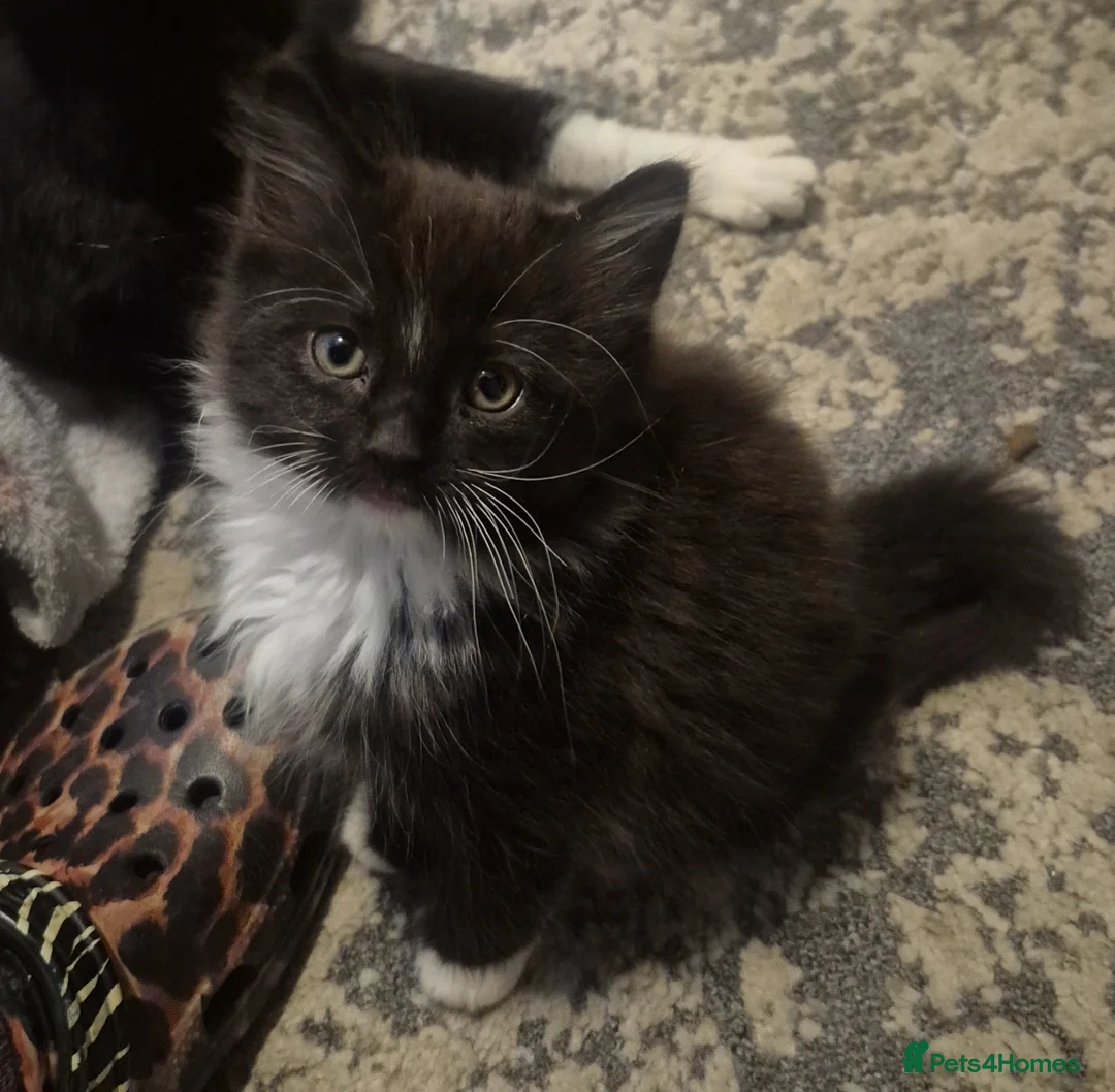 Mixed Breed cats for sale: Mixed litter - Advert 2