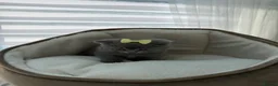 British Shorthair cats for sale: British shorthair kittens  - Advert 24