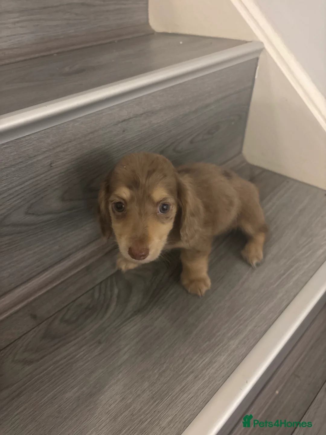 Miniature Dachshund dogs for sale: Long haired cream Puppies  - Advert 22