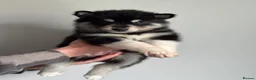 Siberian Husky dogs for sale: Carefully-raised northern breed companions - Advert 31
