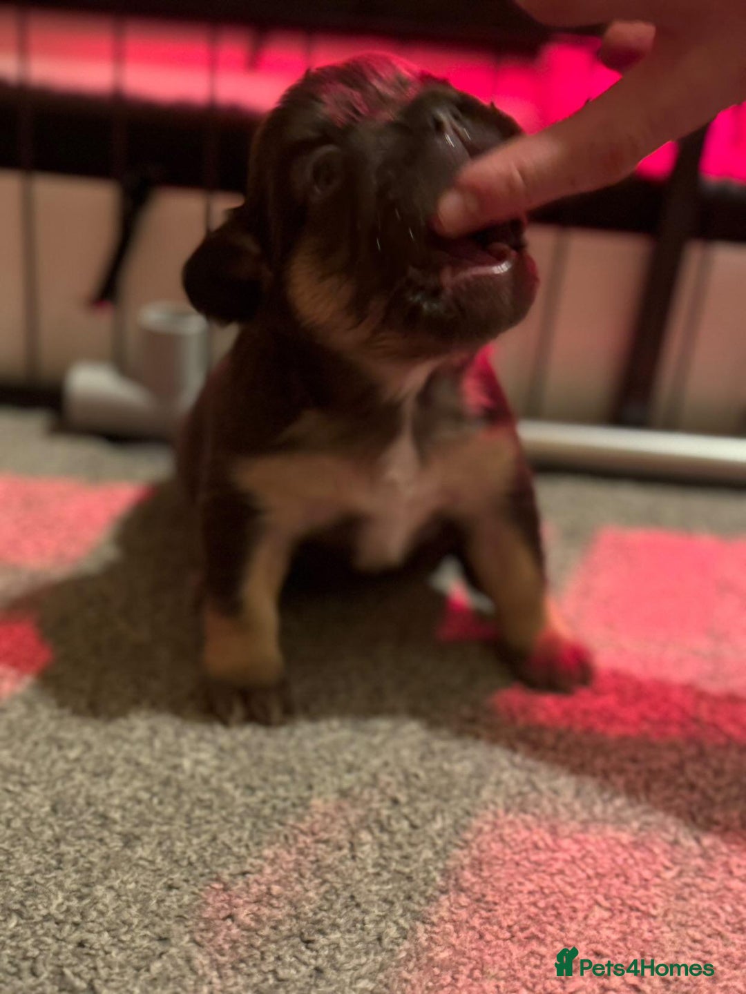 French Bulldog dogs for sale: HIGH QUALITY FLUFFY FRENCHIES  - Advert 6