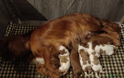 Cavalier King Charles Spaniel dogs for sale: Cavalier king charles Pedigree reg health tested - Image 2