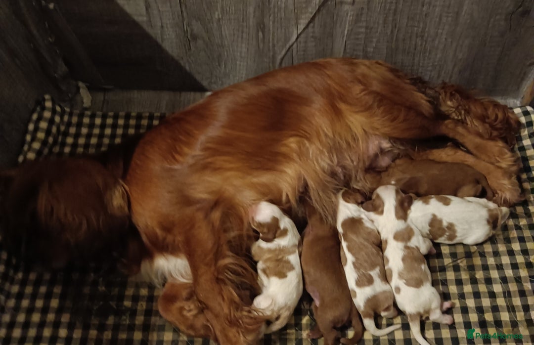 Cavalier King Charles Spaniel dogs for sale: Cavalier king charles Pedigree reg health tested - Image 2