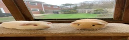 Guinea Pig rodents for sale: Sweet Baby Short Coated Guinea Pig Boars - Advert 3