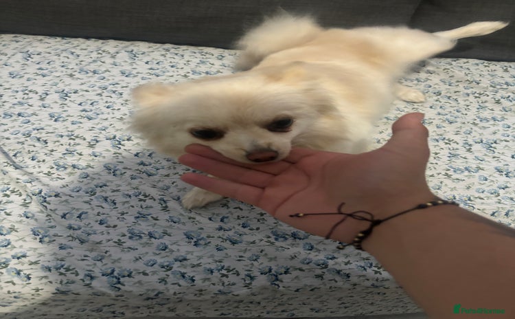 Pomeranian dogs - Advert 2