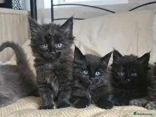 Maine Coon cats Maine coon kittens - Advert 6